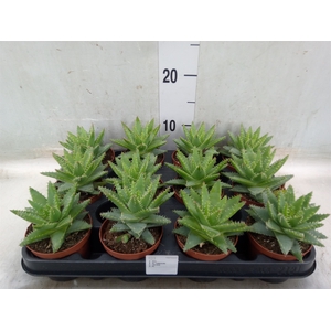 Aloe brevifolia
