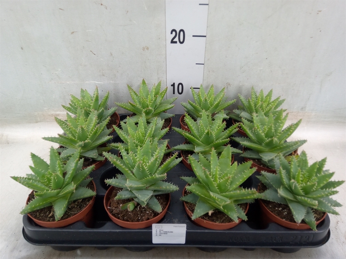 <h4>Aloe brevifolia</h4>