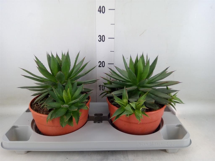 <h4>Agave   ...</h4>