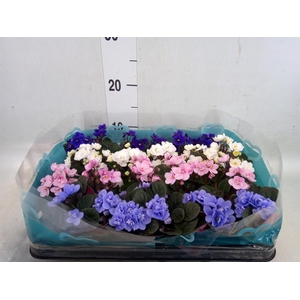 Saintpaulia   ...mix