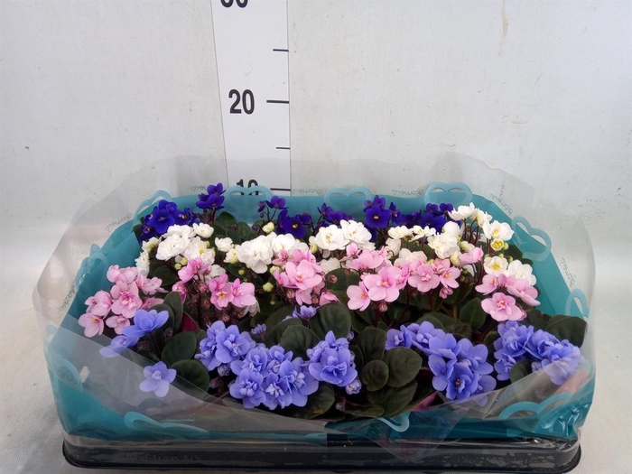 <h4>Saintpaulia   ...mix</h4>