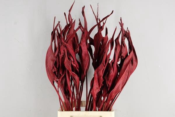 <h4>Df Strelitzia Leaf Bordeaux</h4>