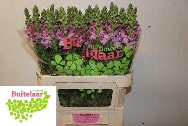 <h4>Antirrhinum Mary Lavender</h4>