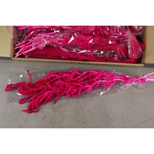 Pf Amaranthus Hang Cerise Bs