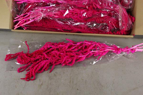 <h4>Pf Amaranthus Hang Cerise Bs</h4>