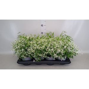 Euphorbia  'Fairysnow'