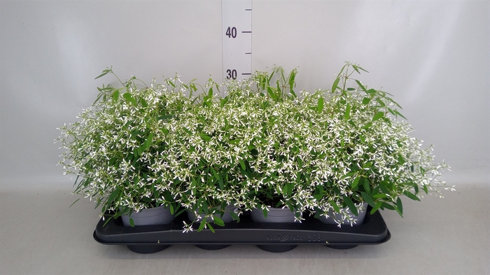 <h4>Euphorbia  'Fairysnow'</h4>