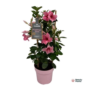 Mandevilla Sundaville Flamingo Pink