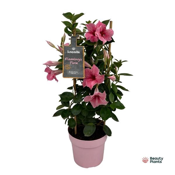 <h4>Mandevilla Sundaville Flamingo Pink</h4>