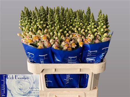 <h4>Antirrhinum Costa Apricot</h4>