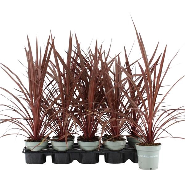 <h4>Cordyline australis 'Red Star'</h4>