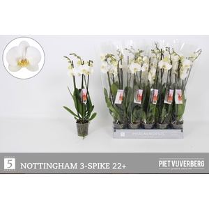 PHAL AN NOTTINGHAM