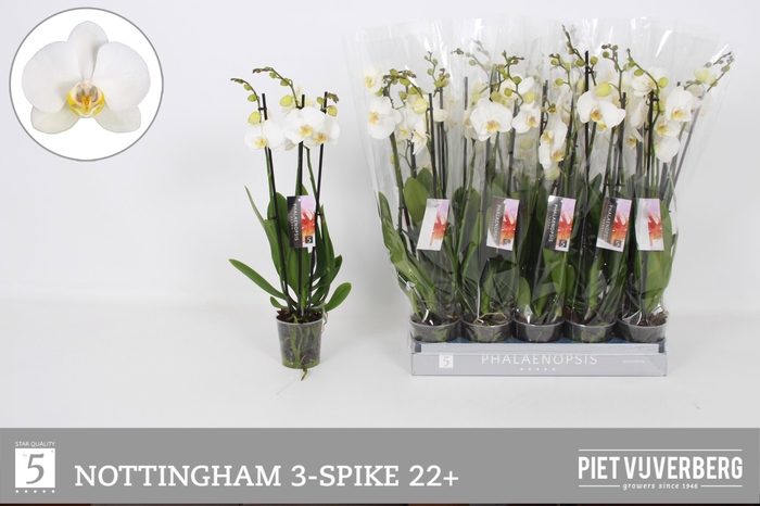 <h4>PHAL AN NOTTINGHAM</h4>