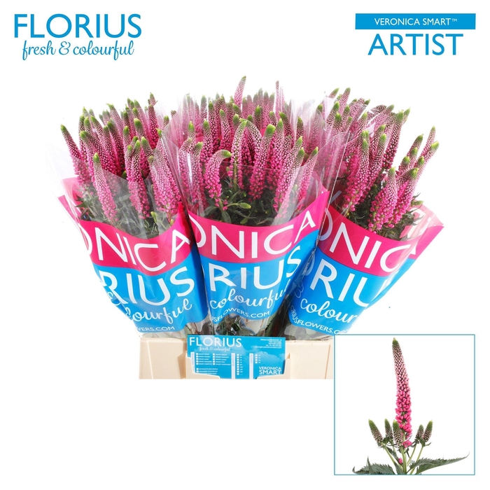 <h4>VERON SMART ARTIST</h4>