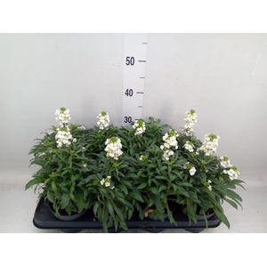 Erysimum  'Leya White'