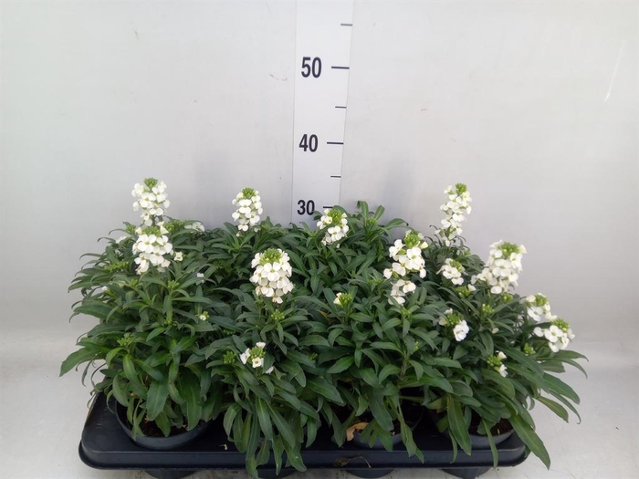 <h4>Erysimum  'Leya White'</h4>