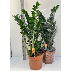 ZAMIO ZAMIIFOLIA