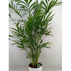 Chamaedorea cataractarum