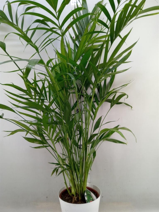 <h4>Chamaedorea cataractarum</h4>