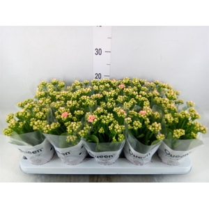 Kalanchoe  'Claraq2'
