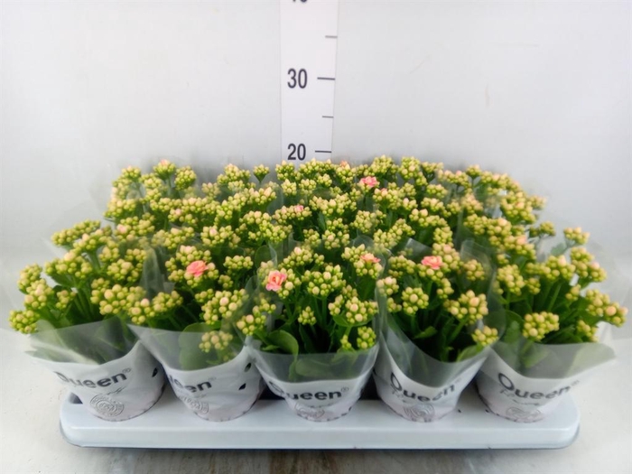 <h4>Kalanchoe  'Claraq2'</h4>