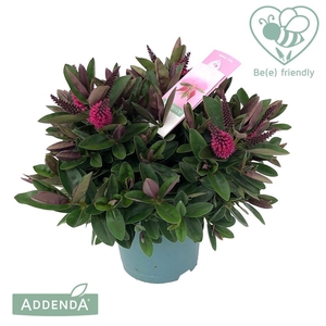 Hebe Donna Eva P15 Addenda®