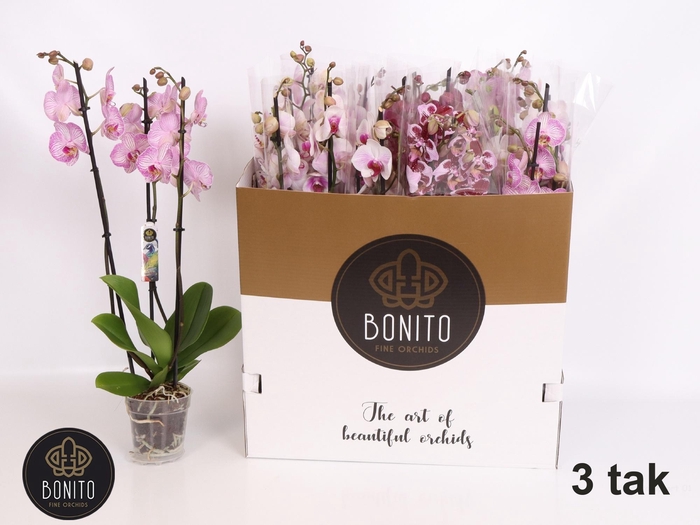 <h4>PHAL GEM 7 KL</h4>