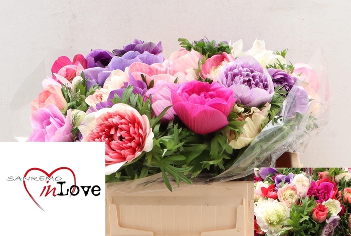 <h4>ANEM CO CARILL GEM</h4>