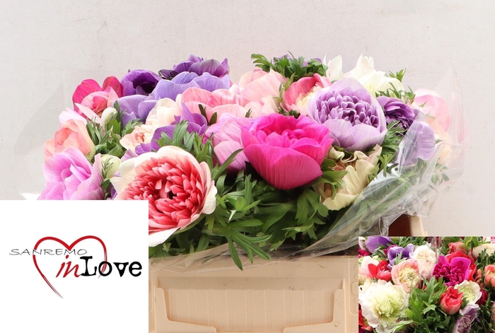 <h4>ANEM CO CARILL GEM</h4>