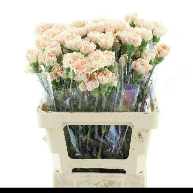 <h4>DI ST APPLE TEA</h4>