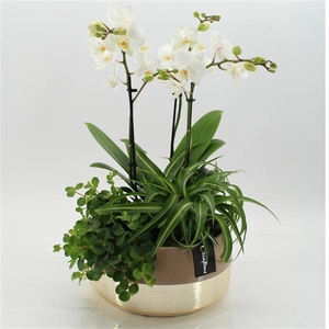 Arrangementen Phalaenopsis mt H%