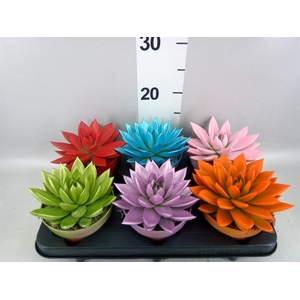 Echeveria  'Miranda'