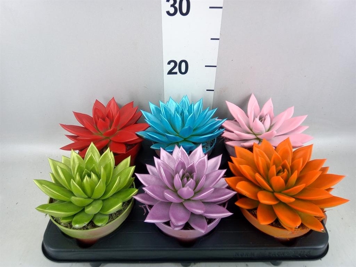 <h4>Echeveria  'Miranda'</h4>