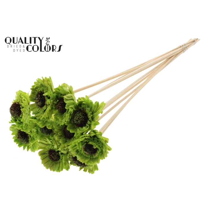 <h4>Shola Daisy Sunflower 6cm on stem Wax Light Green</h4>