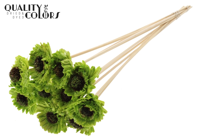 <h4>Shola Daisy Sunflower 6cm on stem Wax Light Green</h4>