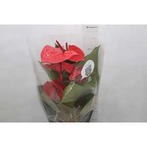 ANTHURIO CASA NOVA P17 VERMELHO