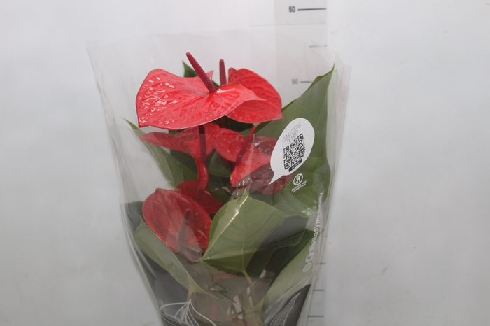 <h4>ANTHURIO CASA NOVA P17 VERMELHO</h4>