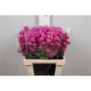 Matth Stox Deep Rose