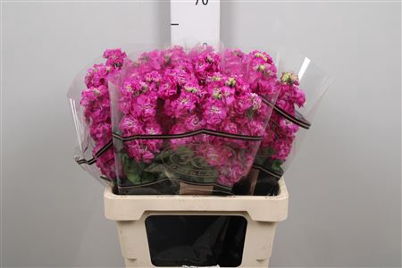 <h4>Matth Stox Deep Rose</h4>