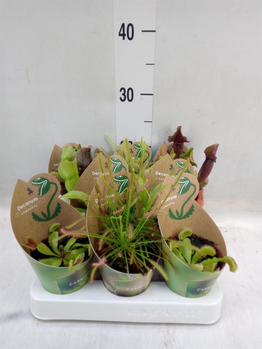 <h4>Vleesetende planten</h4>