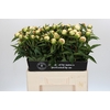 Paeonia Duchesse De Nemours