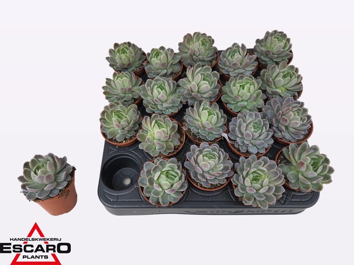 <h4>ECHEV ELEGANS</h4>