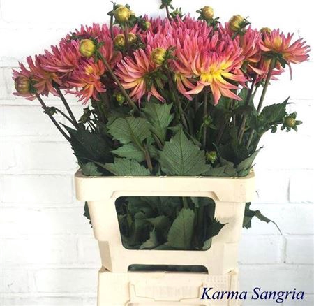 <h4>Dahl Karma Sangria</h4>