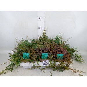 Selaginella uncinata 'Peacock'