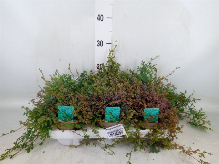 <h4>Selaginella uncinata 'Peacock'</h4>