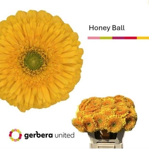 Gerbera honey ball