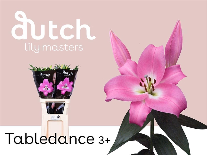 <h4>Li Ot Tabledance 3+</h4>