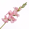 Gladiolus Spray White Pink FL440353WHP