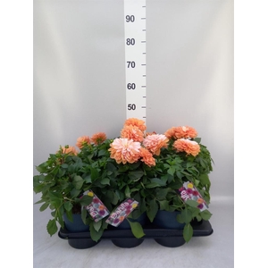 Dahlia DE 'Labella Grande Orange'