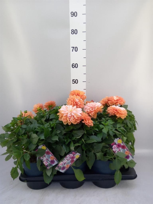 <h4>Dahlia DE 'Labella Grande Orange'</h4>
